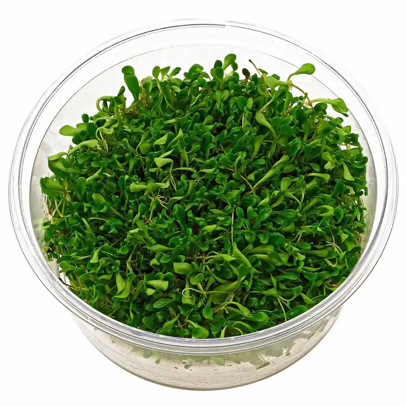 Tropica Iberia planta Glossostigma Elatinoides Oferta Especial