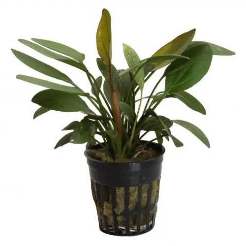 Planta acuario Tropica Iberia Echinodorus Barthii Súper Precio