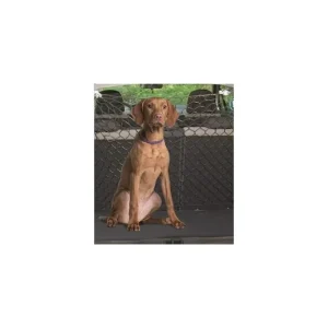 Promoción Exclusiva Accesorios Perro Red separadora para perros
