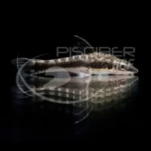 Ocasión Especial Otocinclus Affinis